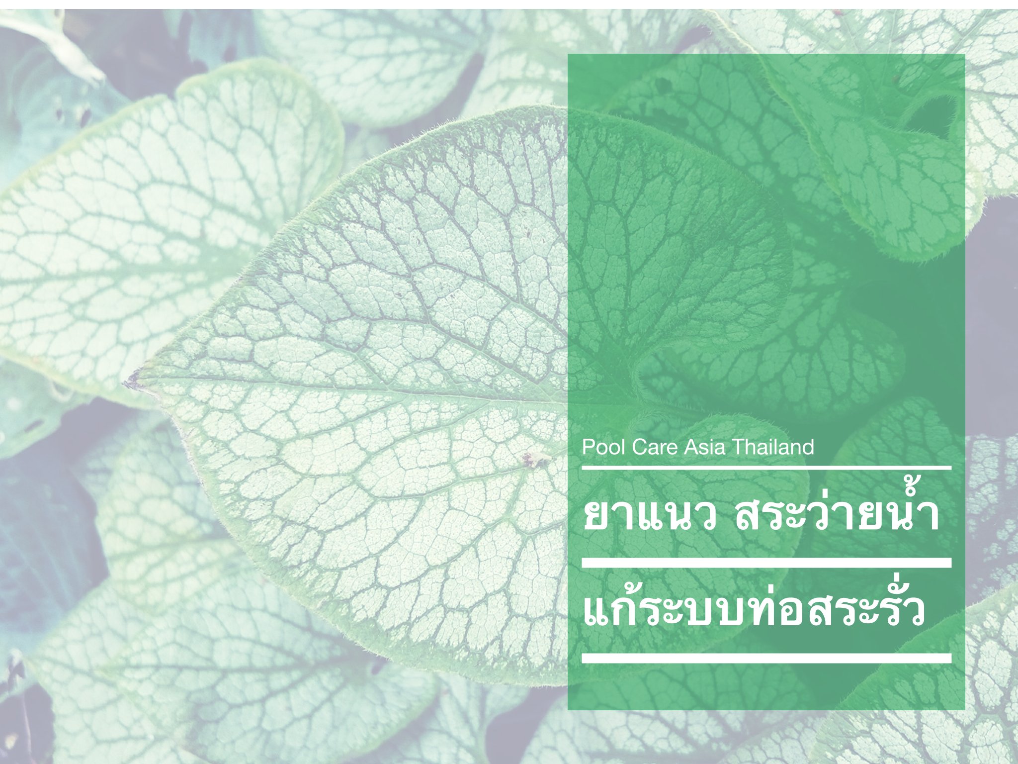 Pool Care Thailand